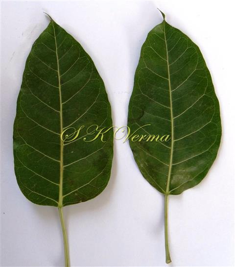  Leaves (Adaxial view)